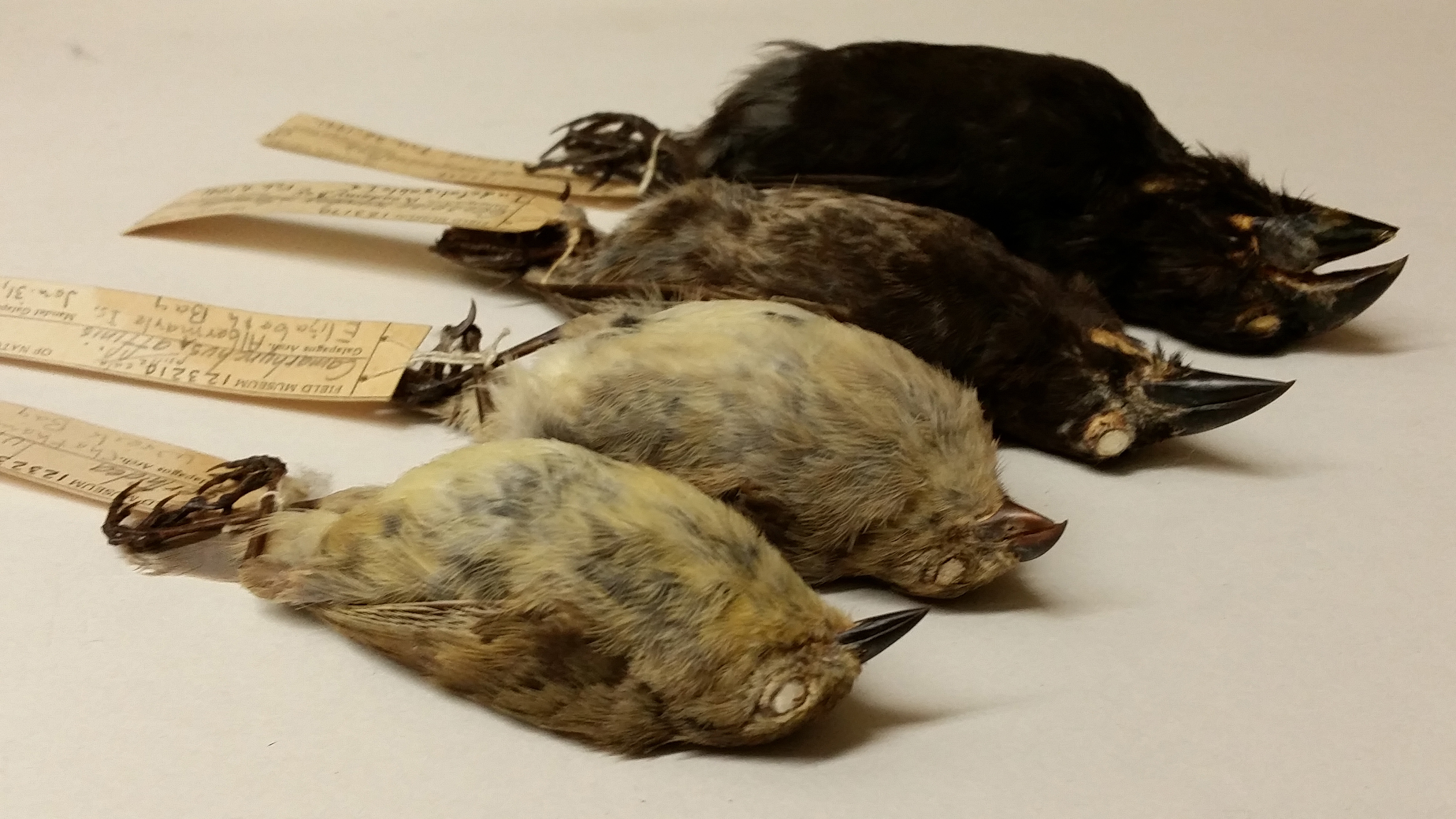 Image for 5 Behind-the-Scenes Specimens with Links to Darwin