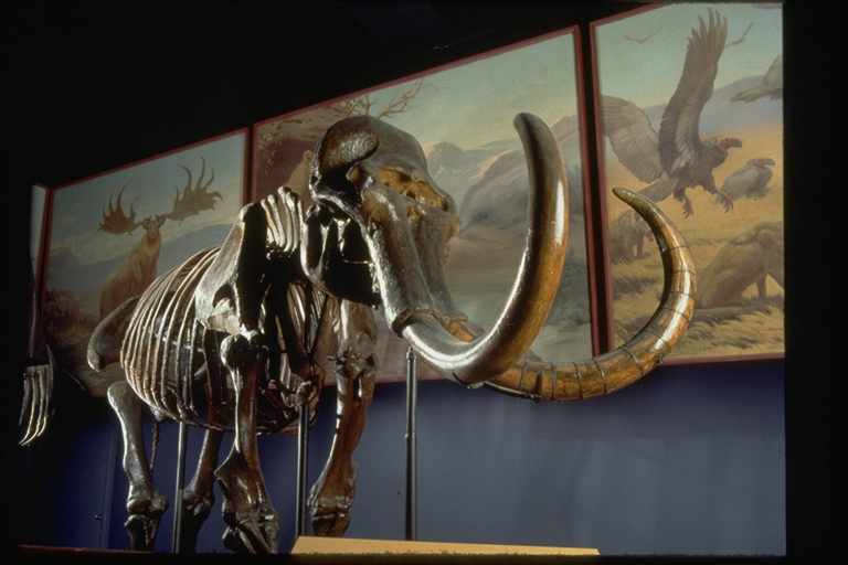 Skeleton of Columbian Mammoth in Teeth Tusks and Tar Pits exhibit. Charles Knight La Brea Tar Pools painting in background.
Credit Information:© 1994 The Field MuseumNeg. # GEO85900_2cPhotographer: John Weinstein