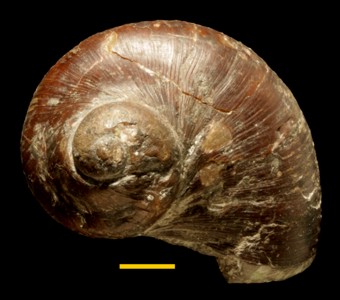 Mollusca - Gastropoda - Neritopsina - Naticopsidae
 
Naticopsis giganteusSpecimen UC 10526
Paleozoic - Pennsylvanian
Alton, Illinois