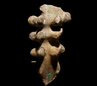 Porifera - Hexactinellida - Reticulosa(glass sponge)
 
Hydnoceras  AvocaSpecimen UC 14399 (holotype) 
Chemung Group
Paleozoic - Late Devonian
Avoca, Steuben County, New York