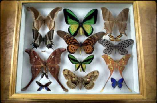 Drawer of butterfly specimens from Insect Collections.Credit Information:© 1998 The Field MuseumID# Z94226_5cPhotographer: John Weinstein