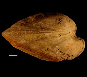 Brachiopoda - Rhynchonellata - Pentamerida
 
Pentamerus oblongusSpecimen UC 13212
Paleozoic - Silurian - Niagaran(~420 million years ago)
Northern Indiana?