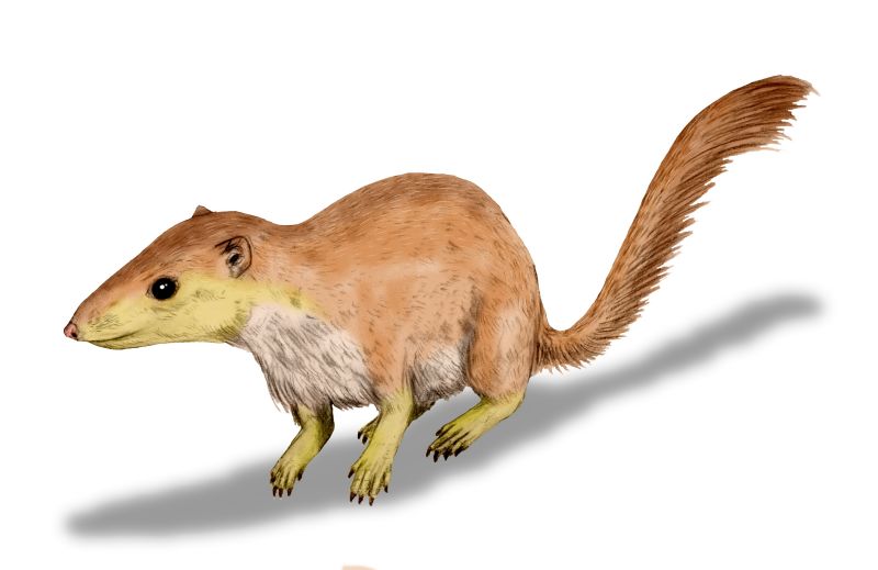An artist's rendering of a Purgatorius unio, a small prehistoric mammal resembling a squirrel.