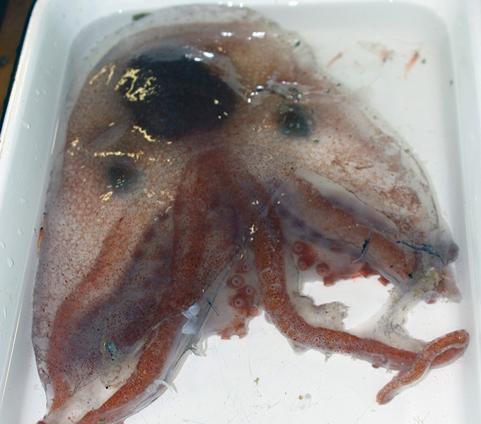 A large example of one of the pelagic octopi species that we caught in one of our midwater trawls.