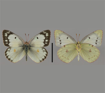 Pieridae: Coliadinae 
 
Colias eurytheme Boisduval, 1852Orange Sulfur (Alfalfa Butterfly)FMNH-INS 124047 
Lac du Flambeau, Vilas County, WI6-7 July 2001