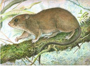 Image for Dwarf Cloud Rat Re-discovered After 112 Years