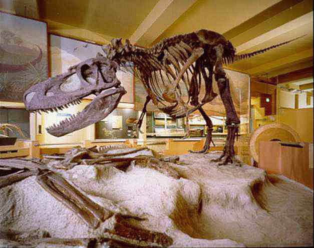 Albertosaurus libratus fossil skeleton.Credit Information: © The Field MuseumNeg. # GEO85827cPhotographer unknown