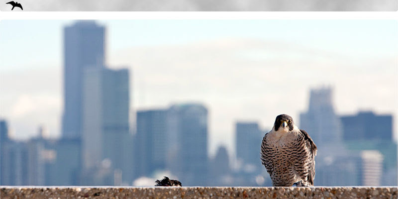 Image for Peregrine Falcons Removed from IL Endangered List