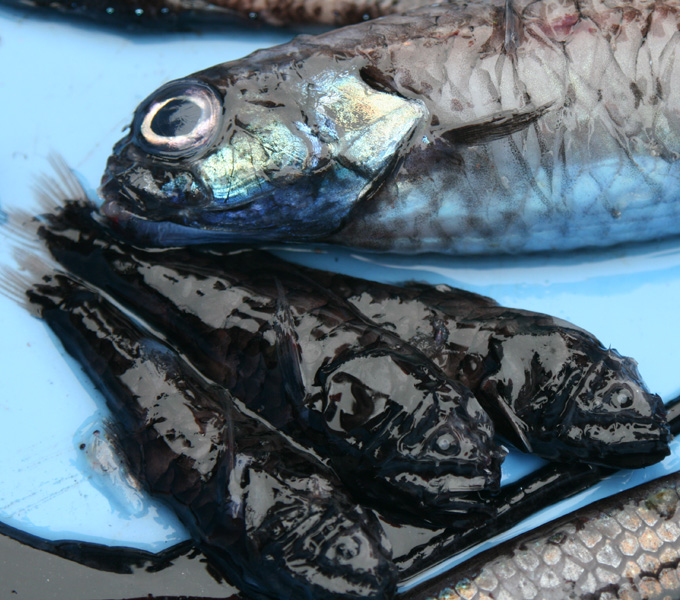 Three Big Scale (Melamphaeidae) individuals collected in a midwater trawl. The scales are incredibly delicate in these deep-sea fishes, so these came up in remarkable shape. Frequently, they come up with few to no scales.