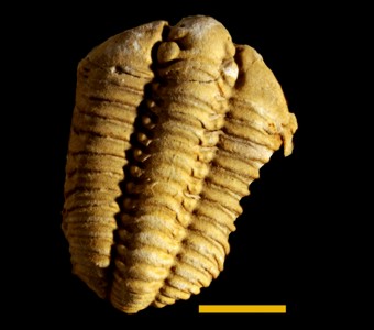 Arthropoda - Trilobita - Phacopida
 
Calymene celebraSpecimen PE 39218
Racine Formation
Paleozoic - Silurian
Milwaukee, Wisconsin