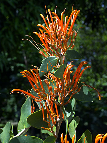 Image for Scans of Neotropical Loranthaceae & friends