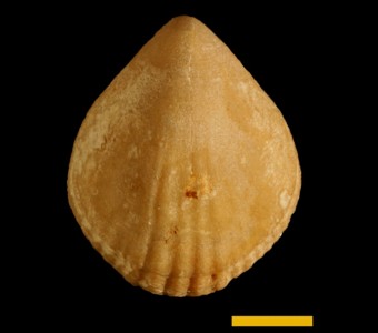 Brachiopoda - Rhynchonellata - Terebratulida
 
Magellania sp.Specimen P 28814
Patagonian beds
Cenozoic - Paleogene - Eocene
Santa Cruz, Argentina