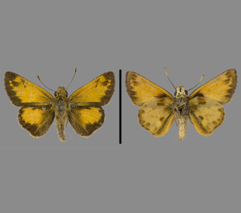 Hesperiidae: Hesperiinae 
 
Poanes zabulon (Boisduval & Leconte, [1837])Southern Dimorphic Skipper, maleFMNH-INS 124103 
Orange Mountains, NJ