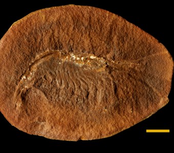 Arthropoda - Crustacea - Malacostraca
 
Belotelson sp.Specimen PE 34275
Carbondale Formation - Francis Creek Shale Member
Paleozoic - Middle Pennsylvanian(~305 Million years ago)
Mazon Creek Area, Illinois