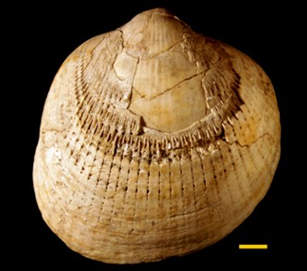 Mollusca - Bivalvia - Arcoida
 
Glycymerita camaronesiaSpecimen P 28796
Patagonian beds
Cenozoic - Paleogene - Eocene
Santa Cruz, Argentina