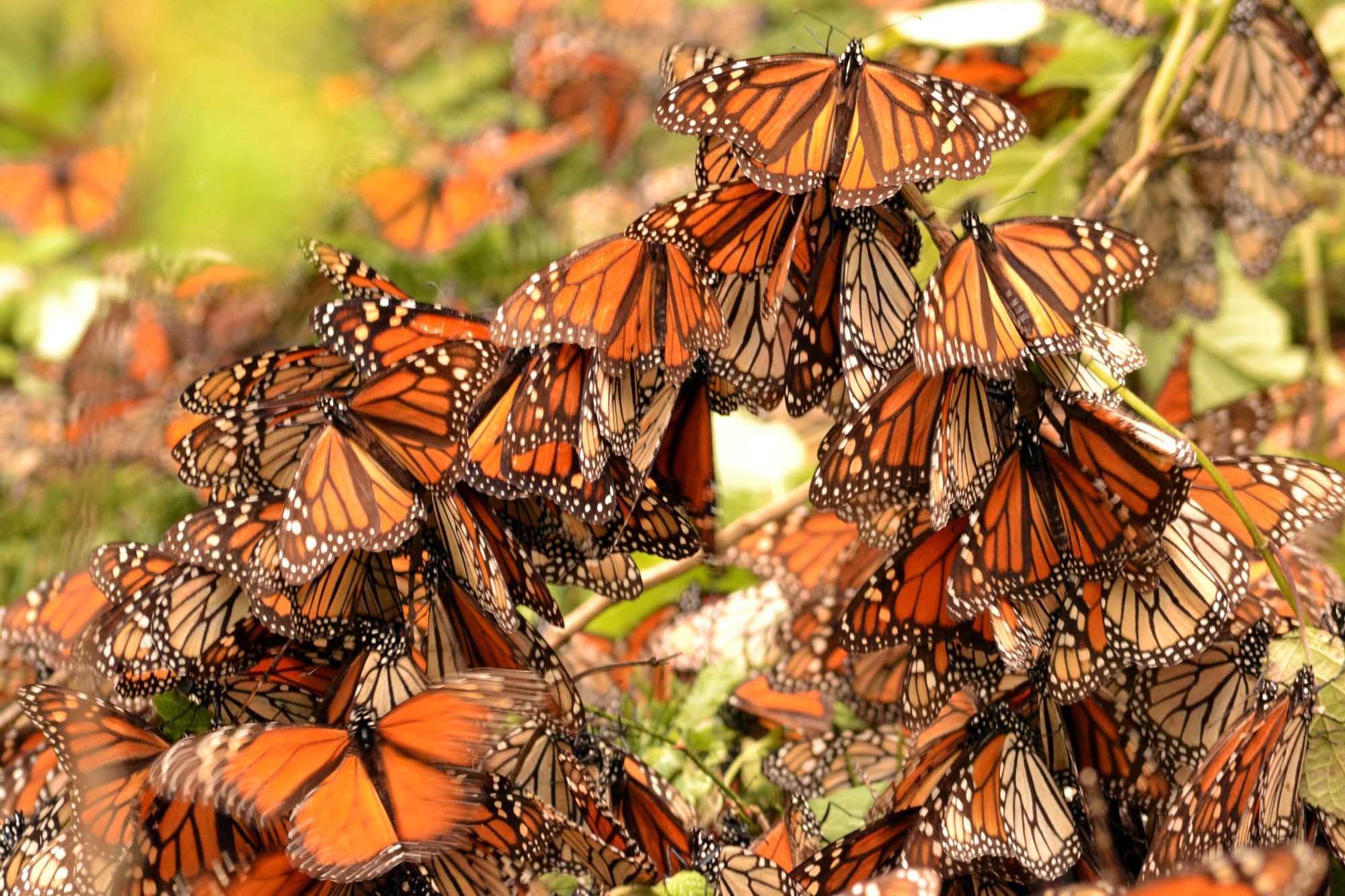 Monarch Butterflies