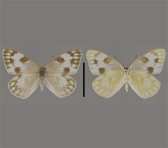 Pieridae:Pierinae 
 
Pontia protodice (Boisduval & Leconte, [1830])Checkered WhiteFMNH-INS 124055 
Dallas, Dallas County, TX