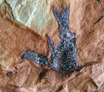 This fossil fish was found lodged in the ceiling of a small cave in Lisbon Valley, Utah. This particular fish specimen is still partially enclosed in rock, with only the posterior end of the fish having been exposed over the course of 200 million years.