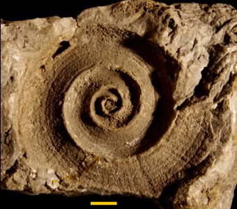 Mollusca - Gastropoda - Euomphalina
 
Poleumita? discoideaSpecimen UC 2879 (holotype)
Guelph Formation
Paleozoic - Silurian
Thornton, Illinois