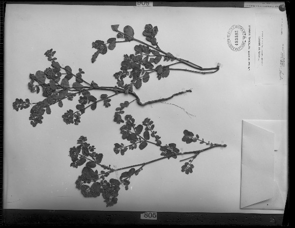Type specimen of plant from Herbarium
 
Credit Information:
© The Field Museum
ID# CSB18454