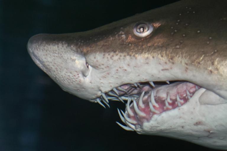 Sand Tiger Shark