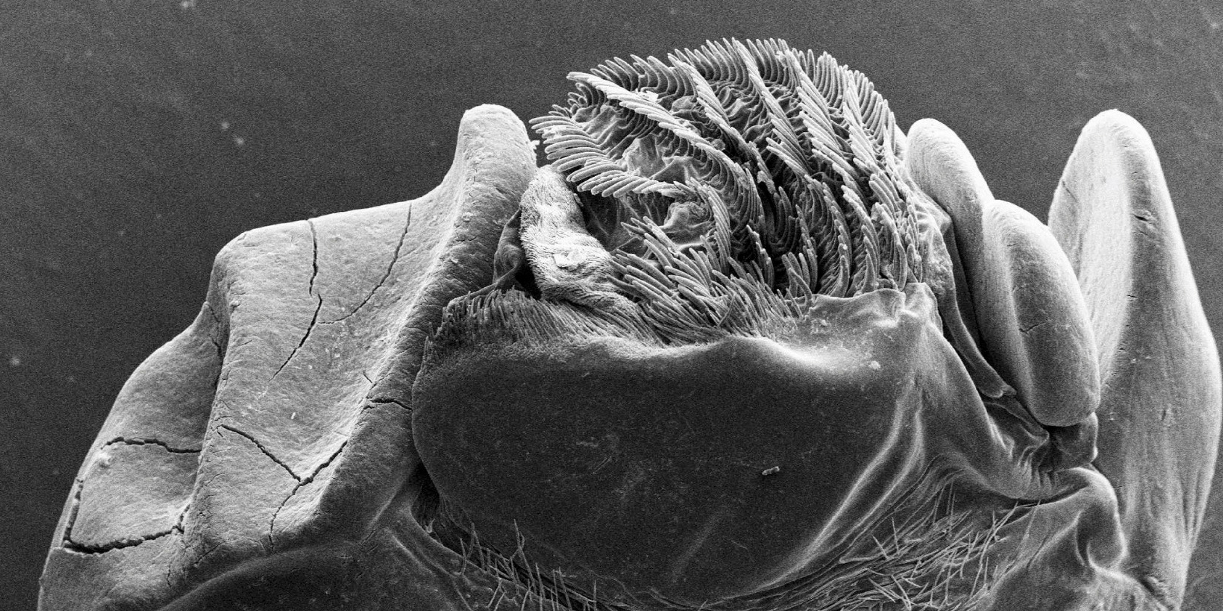 Black and white microscope image of something with hard ridges and soft fringe