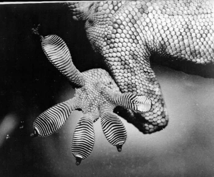 Tokay Gecko, left hind foot, Gekkonidae family.Credit Information: © The Field MuseumID# Z92688Photographer: Dwight Davis