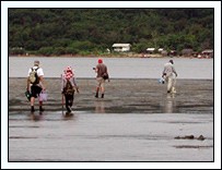 Research teams explore the mud flats of Kungkrabaen Bay.