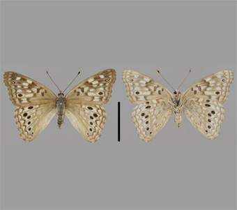 Nymphalidae: Apaturinae 
 
Asterocampa celtis (Boisduval & Leconte, [1835])Hackberry Butterfly, femaleFMNH-INS 124023 
Big River State Park, Henderson County, IL19 June 1991