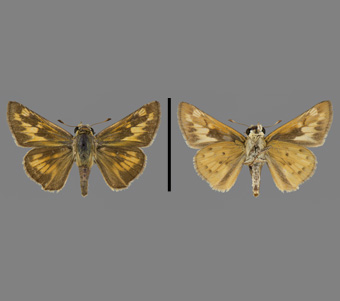 Hesperiidae: Hesperiinae 
 
Hylephila phyleus (Drury, 1773)Fiery SkipperFMNH-INS 124095 
Edgebrook, Cook County, IL25 July 1931