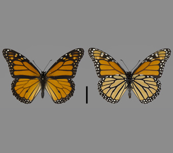 Nymphalidae: Danainae 
 
Danaus plexippus (Linnaeus, 1758)MonarchFMNH-INS 124007 
Lake Forest, Lake County, IL3 August 2002