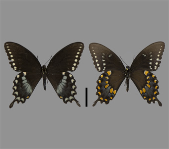 Papilionidae: Papilioninae: Papilionini 
 
Papilio troilus Linnaeus, 1758Spicebush SwallowtailFMNH-INS 124006 
Trail of Tears State Forest, Jonesboro, Union County, IL14 August 2004