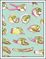 Generalized anatomy of Florida bivalves