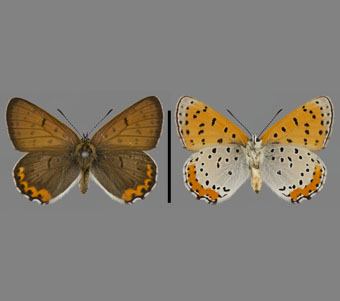 Lycaenidae: Lycaeninae: Lycaenini 
 
Lycaena hyllus (Cramer, 1775)Bronze Copper, maleFMNH-INS 124063 
River Grove, Cook County, IL1943