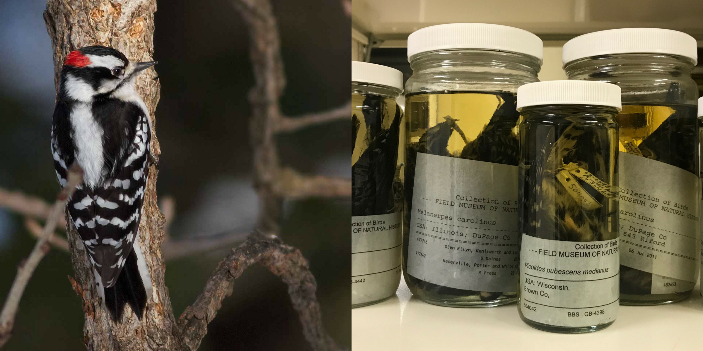 Two photos, one of a black and white bird with a red head on a tree; one of a row of jars of museum specimens