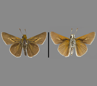 Hesperiidae: Hesperiinae 
 
Euphyes bimacula (Grote & Robinson, 1867)Two-Spot Sedge SkipperFMNH-INS 124099 
Long Island, NY