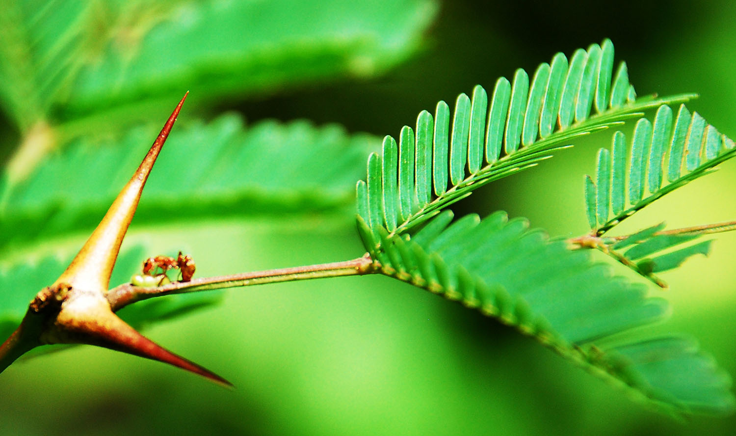 An ant crawls along a plant with large thorns and small, green leaves.