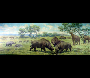 Groups of prehistoric mammals are scattered across a vast plain in this Charles Knight mural. Included are camels, Oxydactylus; two-horned rhinoceros, Menoceras; three-toed horse, Parahippus; giant pig, Dinohyus and the clawed mammal, Moropus.