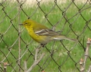 Image for Celebrating the Protection of Migrant Birds