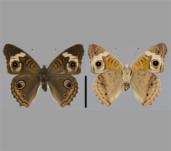 Nymphalidae: Nymphalinae: Nymphalini 
 
Junonia coenia Hübner, [1822]Common BuckeyeFMNH-INS 124019