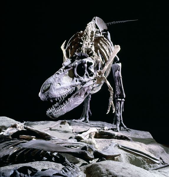 Albertosaurus, black background, Albertosaurus libratus. Size: 27 ft (8.5m) long, 2.5 tons (2,500kg). Late Cretaceous, 75-85 million years ago.Credit Information:© 1994 The Field Museum Neg. # GEO85857_7cPhotographer: John Weinstein
