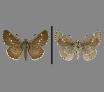 Hesperiidae: Hesperiinae 
 
Amblyscirtes hegon (Scudder, 1864)Greenish Little Skipper (Pepper-and-Salt Skipper)FMNH-INS 124094 
River Grove, Cook County, IL1 June 1941