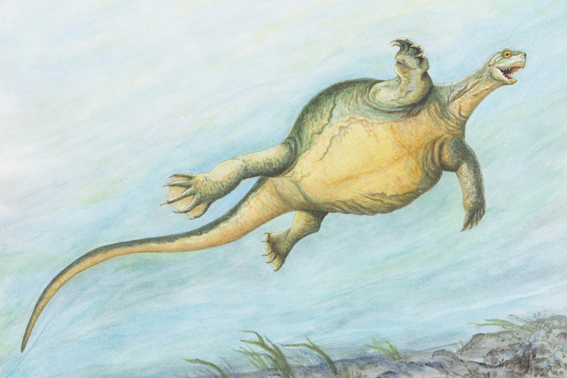 Illustration of a large, shell-less turtle with a rounded body and long tail, swimming underwater. The sea floor appears rocky, with some grasses.