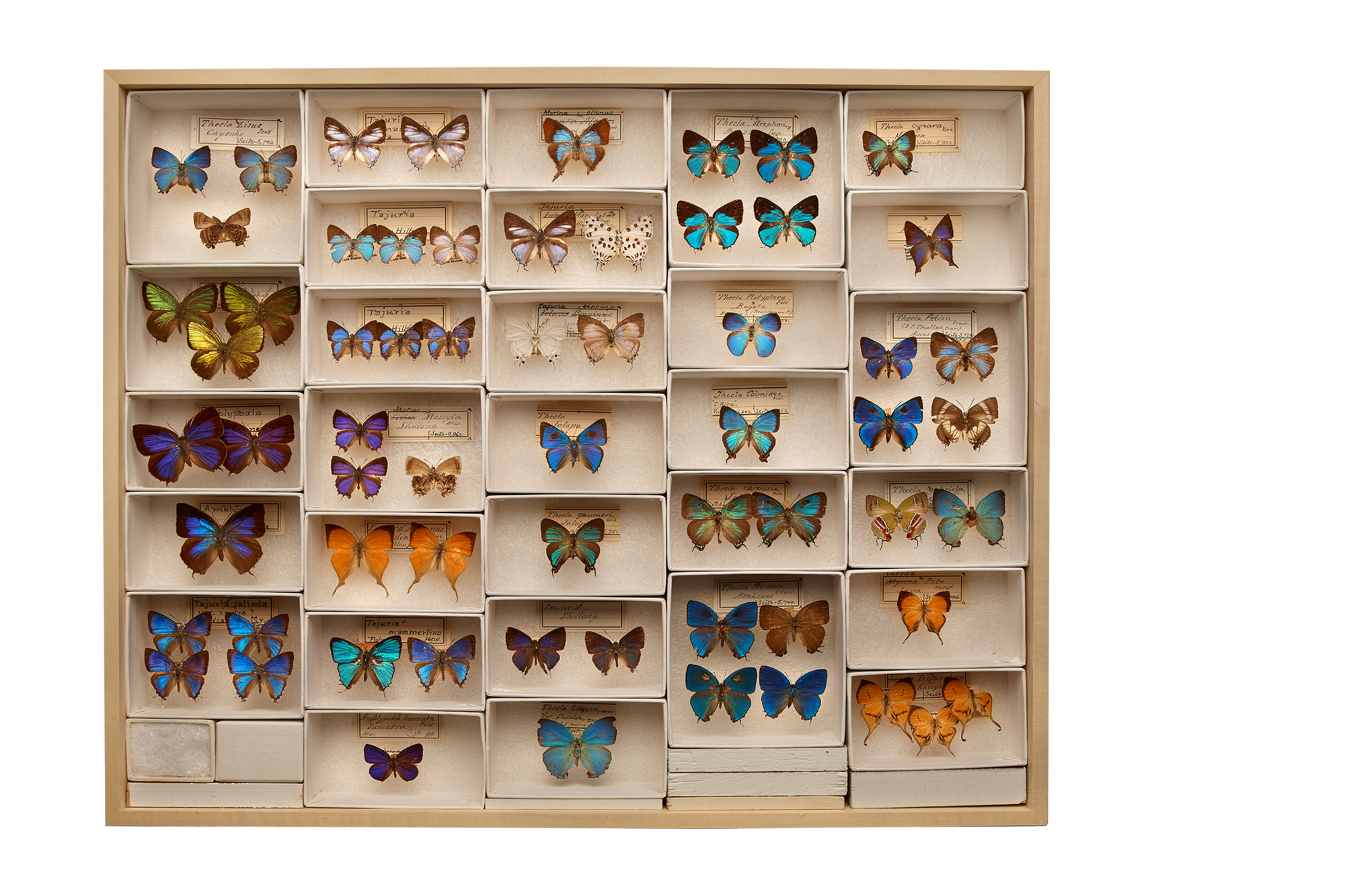 butterfly specimens in a tray