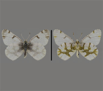 Pieridae:Pierinae 
 
Euchloe olympia (W.H. Edwards, 1871)Olympia MarbleFMNH-INS 124058 
Meramec Highlands, MO12 May 1903