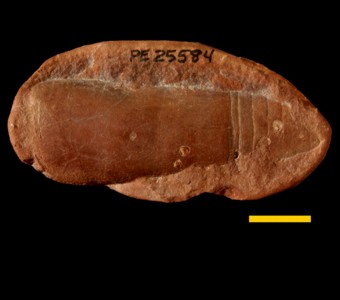 Mollusca - Cephalopoda - Bactritida - Bactritidae
 
Bactrites sp.Specimen PE 25584
Carbondale Formation - Francis Creek Shale Member
Paleozoic - Middle Pennsylvanian(~305 million years ago)
Mazon Creek Area, Illinois