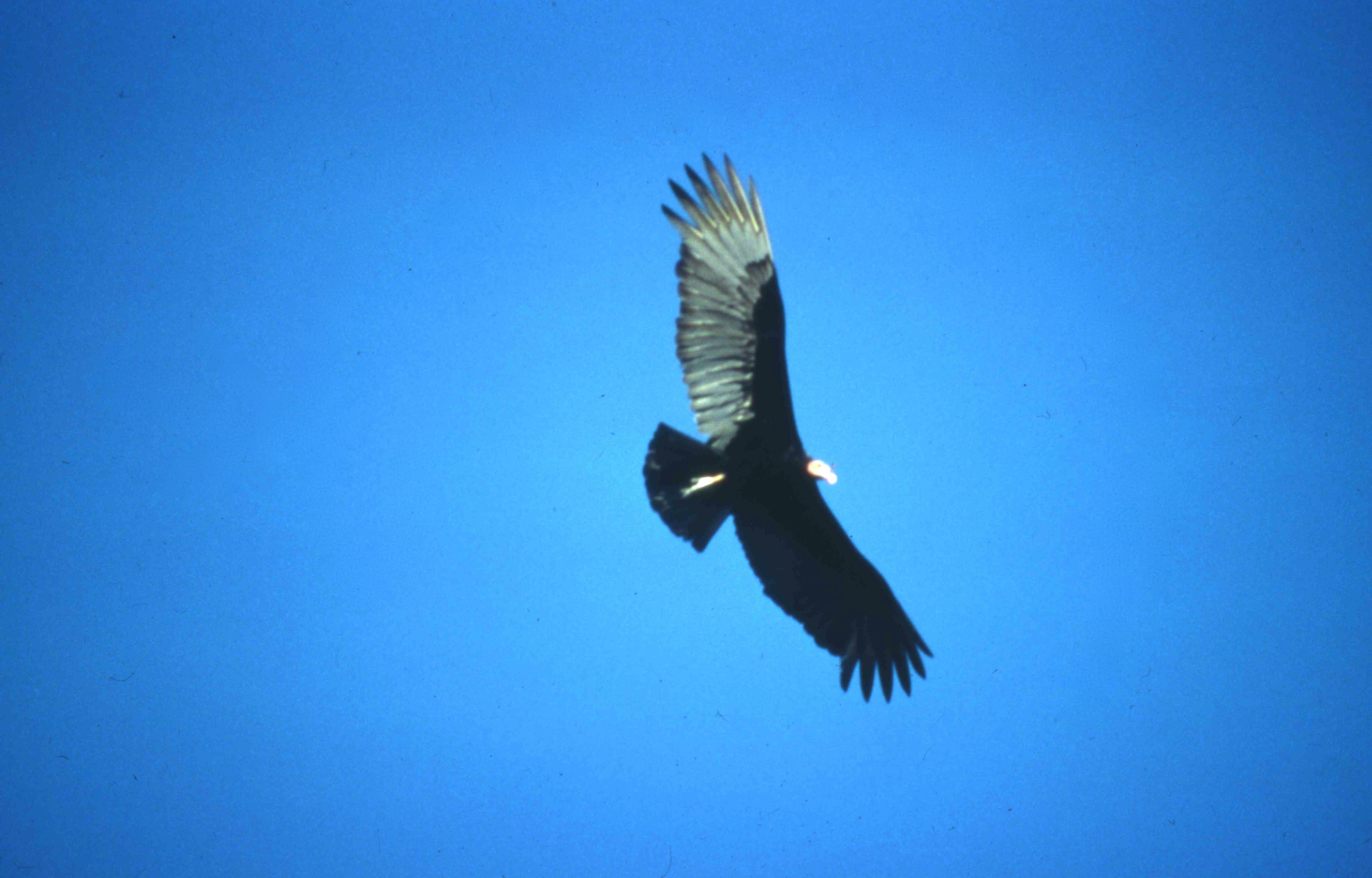 Image for Of William Faulkner, vultures, and nature