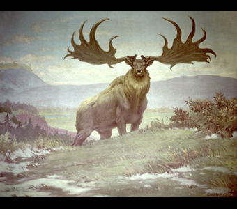 A Charles Knight mural of an Irish deer, Megaloceros, which possessed the most ponderous antlers of any known deer, their spread being an incredible eight or more feet. It is shown standing on a landscape of rolling, grassy hills.