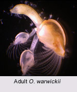 Image for Goose Barnacles: Biology