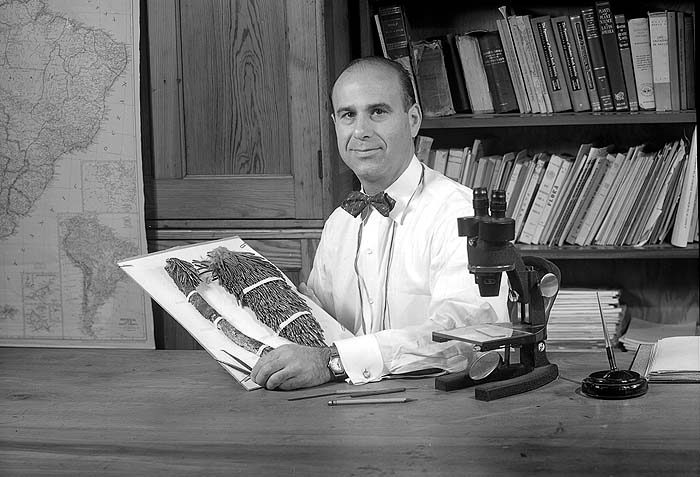 Dr. Julian A. Steyermark with Venezuelan plant.
Credit Information:
© 1953 The Field Museum
ID# B80529
Photographer unknown